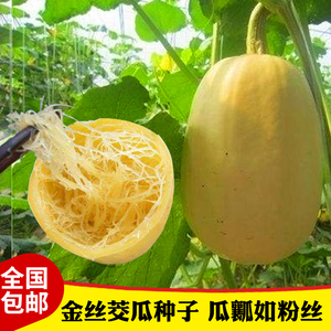 金丝茭瓜 金丝搅瓜种子黄金瓜金丝搅瓜种籽阳台种菜南瓜种子四季