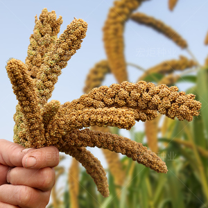 小米种籽 谷子种子 香米旱稻种子 香粘糯 高产 防麻雀栗米种孑