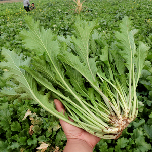 雪里红菜籽
