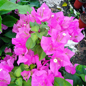 绿叶暗斑宫粉三角梅 四季阳台庭院观赏绿植花卉 簕杜鹃盆栽叶子花