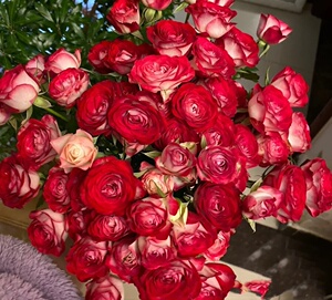 狮子座原切花丰花多头玫瑰月季阳台庭院盆栽复色直立抗性好涨势快