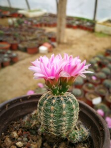 罗星丸丽花宝山乳突娇丽仙人球彩草毛花柱多肉植物花卉绿植盆栽