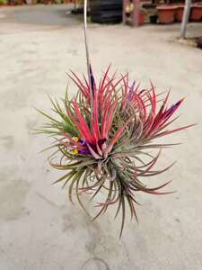 空气凤梨鲁布拉红精灵 惊艳超低价格兰魁包邮 新手喜入桌面植物