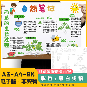 西瓜成长手抄报小学生植物生长观察日记西瓜黑白线稿可涂色手抄报