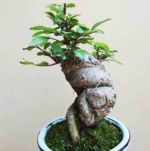 小盆景榆树室内