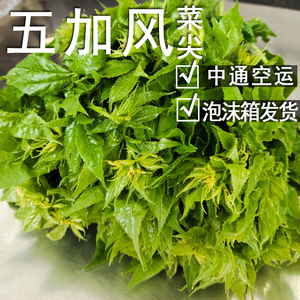 五加风刺五加皮云南德宏野菜新鲜刺五家凉拌清苦空运拍1斤发2斤