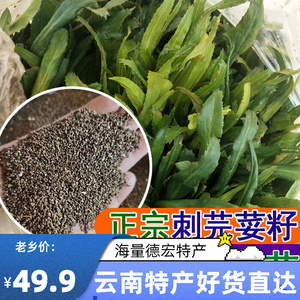 刺芫荽种子缅甸香菜大芫荽刺芹籽大香菜种籽蔬菜云南刺芫荽种籽