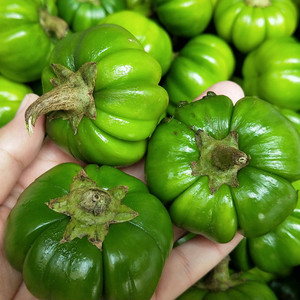 苦子果大苦子云南特产新鲜1斤装德宏农家蔬菜 缅甸