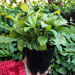 【糯米香茶苗】糯米香茶苗品牌,价格 - 阿里巴巴