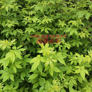 云南五加风刺五加苗扦插苗现货新鲜大苗植物1盆栽5苗不支持退换货