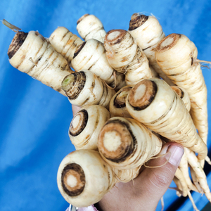 云南新鲜甜当归西归芹根整根散装独角归包邮新鲜现挖煲汤药材