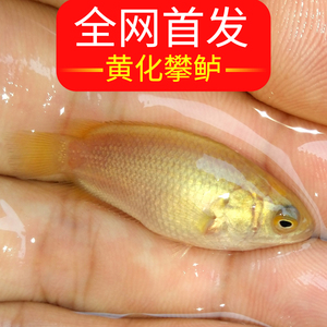 黄金攀鲈鱼 黄化攀鲈 金巴毛 过山鲫 耐养鱼 无需打氧过滤 超耐活
