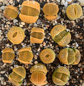 生石花黄日轮c395 二年  一物一拍 王军军园艺