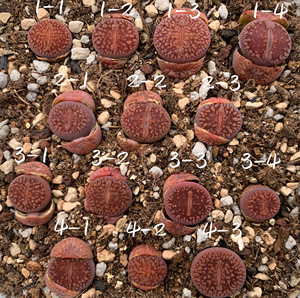 生石花日轮玉 酒红日轮 一年半 一物一拍 王军军园艺