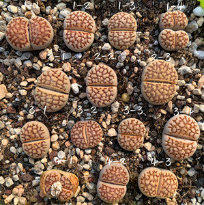 生石花网纹寿丽