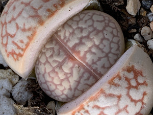 5  春桃玉属 一物一拍  王军军园艺