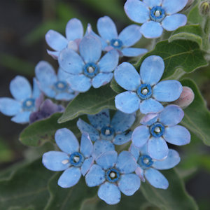 小园丁的夏日时光 圆瓣蓝星花 蓝色好养切花植物阳台盆栽花卉