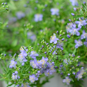 小园丁的夏日时光 芳香地肤 蓝色哈密瓜 阳台盆栽花期长爆盆植物
