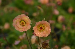 重瓣水杨梅 蜜桃geum 杏色多年生耐寒宿根花园植物阳台花卉盆栽苗