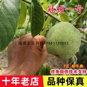 冠核一号核桃树苗南方北方种植嫁接薄皮核桃树盆地栽果树当年结果