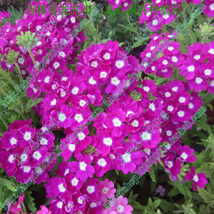 真心花卉 进口盆栽多年生耐热耐寒美女樱托斯卡纳紫罗兰带心-花苗