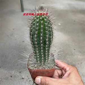 实生鹿角柱属微刺软刺白毛虾仙人球室内美观易养防辐射仙人掌盆栽