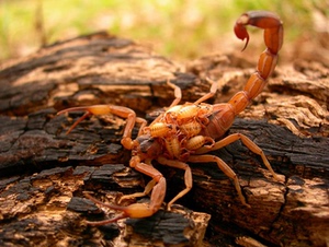 【缺】巴西金幽灵蝎 tityus stigmurus 3l