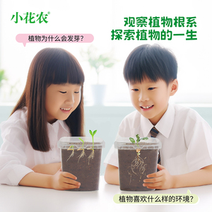 儿童种植小盆栽学生实验套餐植物生长观察盒小花农凤仙花种子籽