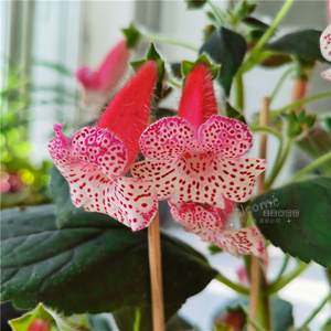 艳斑苦苣苔新品花猫k.nis frideborg 大花爱爆花四季开花