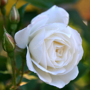 保加利亚白玫瑰精油