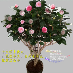 白十八学士茶花