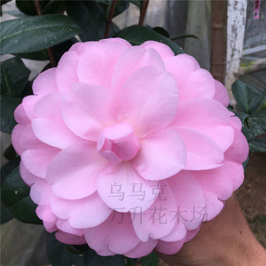 乌马克 云杂粉色茶花大花高档名贵山茶花桃花公主彩色纽扣美人艳