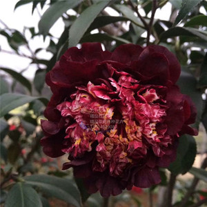 午夜魔幻茶花 黑色黑红色茶花 多艳丽花色盆栽黑茶花