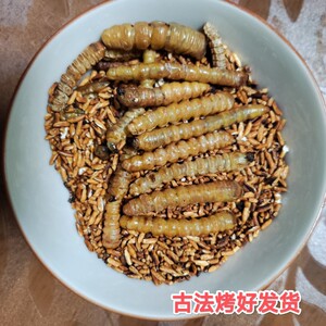 野生斗米虫子午虫云实树蛀虫天牛幼虫小儿厌食黄狼虫黄寮刺虫烘干