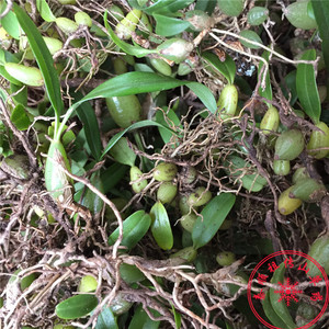 谢选朋淘宝浙江新鲜中草药材绿叶滴水珠斑叶滴水珠岩芋独叶一枝花石