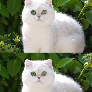 银渐层猫纯种英短猫蓝瞳绿瞳英国短毛猫发腮纯白银点猫咪活体幼崽