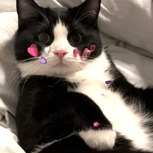 奶牛猫纯种黑白色猫咪美国短毛猫幼崽英短猫中华田园猫宠物活体