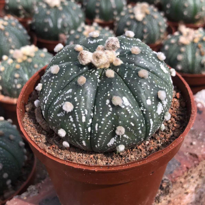 无刺仙人球星兜开花西瓜球实生趣味易养绿植盆栽防辐射仙人掌花卉