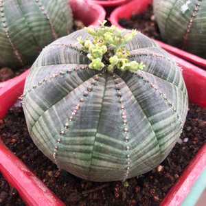 仙人球布纹球西瓜形状自根绿植防辐射易养活净化空气趣味美观盆栽