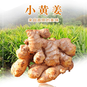 云南小黄姜新鲜生姜调味现挖农家自种月子姜整箱老姜食用时蔬多汁