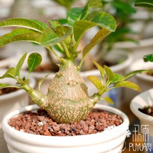 【朴原】温莎瓶干  pachypodium baronii var.windsorii 多肉盆栽