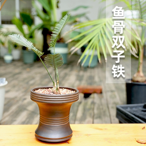 【朴原】鱼骨双子铁  dioon edule  实生ins网红双子铁墨西哥苏铁