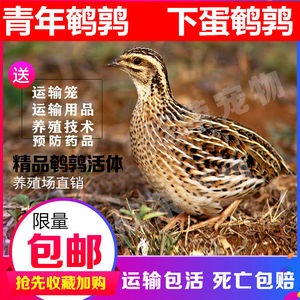 鹌鹑叫声