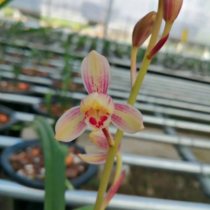 建兰系列如意红梅粉红漂亮兰花苗新品夏带花苞名贵正品花卉盆栽草