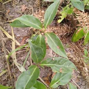 新鲜野生黑老虎藤叶根冷饭团过山风三百两银十八症风沙藤500g包邮
