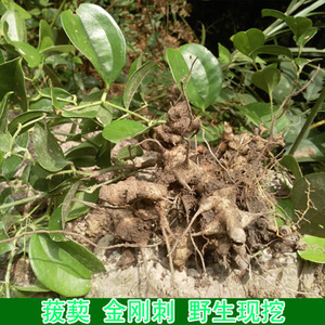 野生菝葜新鲜现挖金刚刺乌鱼刺铁菱角金刚藤马加勒山归来中草药材