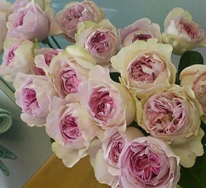 伊芙紫苑月季实生根接苗