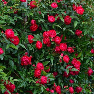 00muchan1234淘宝微型月季橙科斯特迷你玫瑰红柯斯特花卉盆栽植物