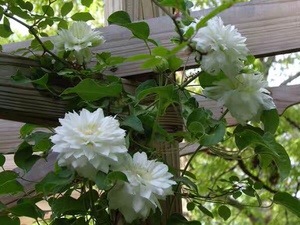 重瓣白色铁线莲北极女王早花大花型庭院阳台花园爬藤观赏花卉