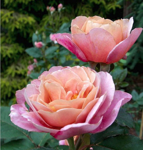 遥远的鼓声月季苗遥鼓 庭院阳台古铜色混合变色 浓香多季节月季